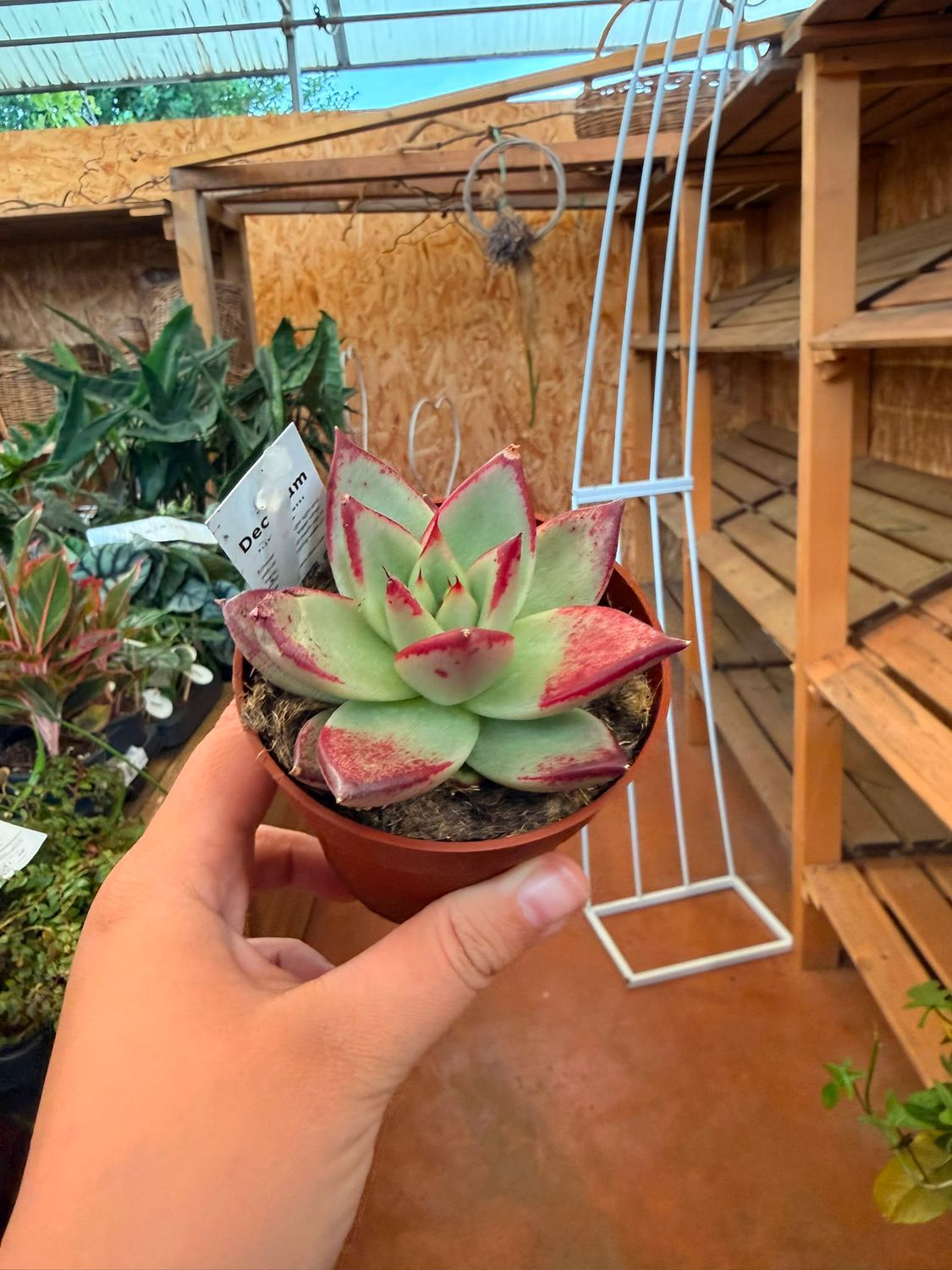 Echeveria Dark Line - vaso Ø8 cm Echeveria Dark Line - vaso Ø8 cm