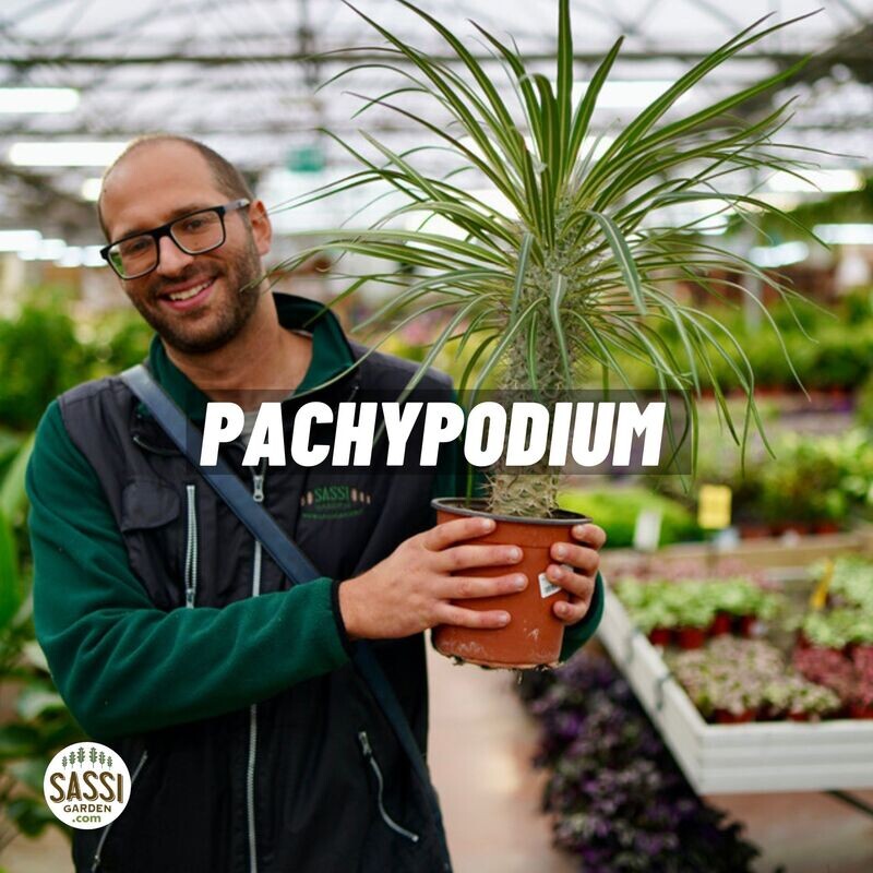 Pachypodium geayi, palma del Madagascar argentata - vaso Ø15 cm