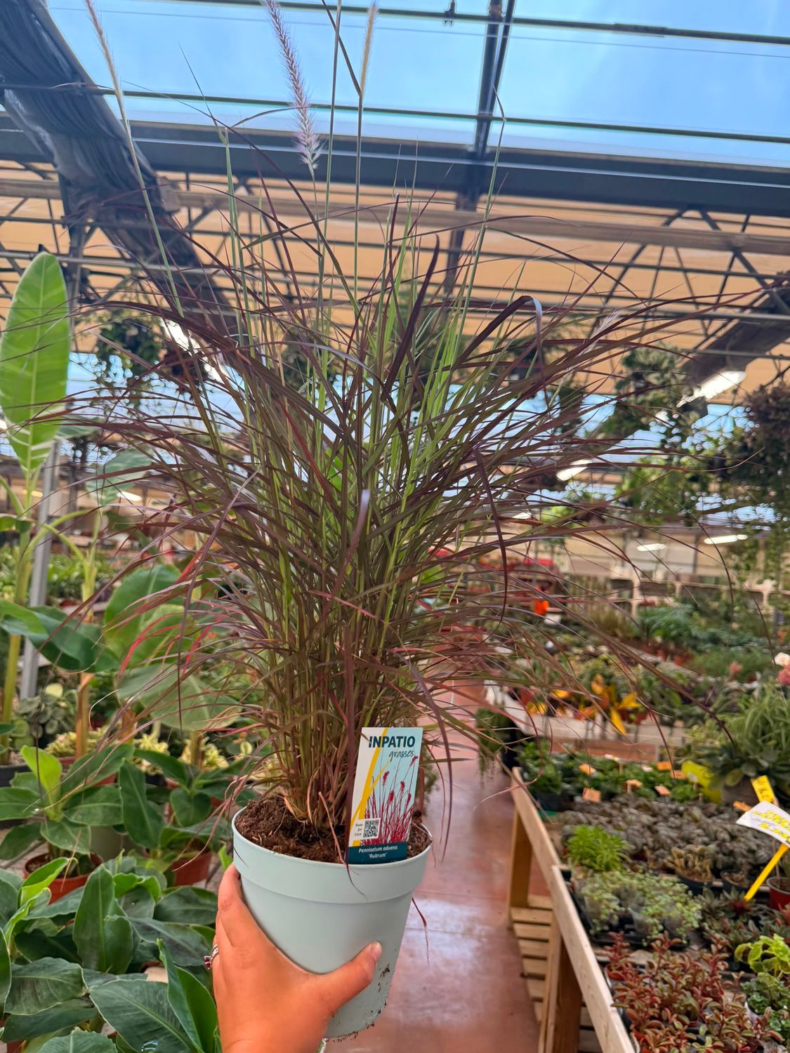 Pennisetum setaceum 'Rubrum Dwarf' - vaso Ø18 cm