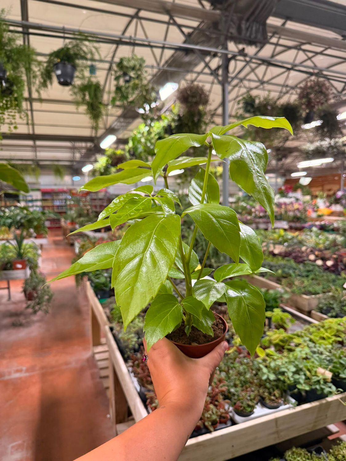 Schefflera actinophylla 'Amate Gold', Brassaia actinophylla - vaso Ø12 cm