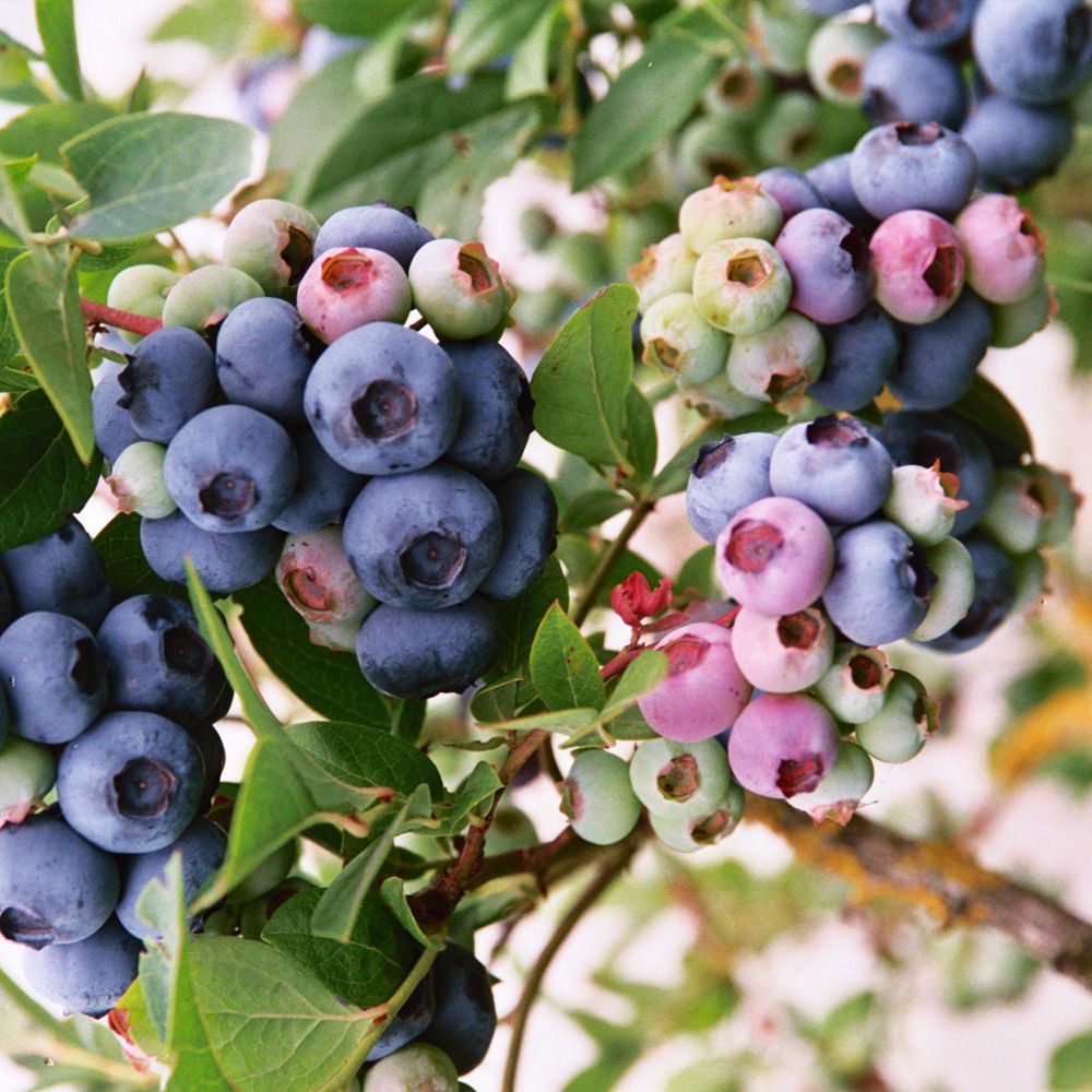 Mirtillo gigante americano  ' Darrow ' - Vaccinium corymbosum ''Darrow' - vaso 18 SCD