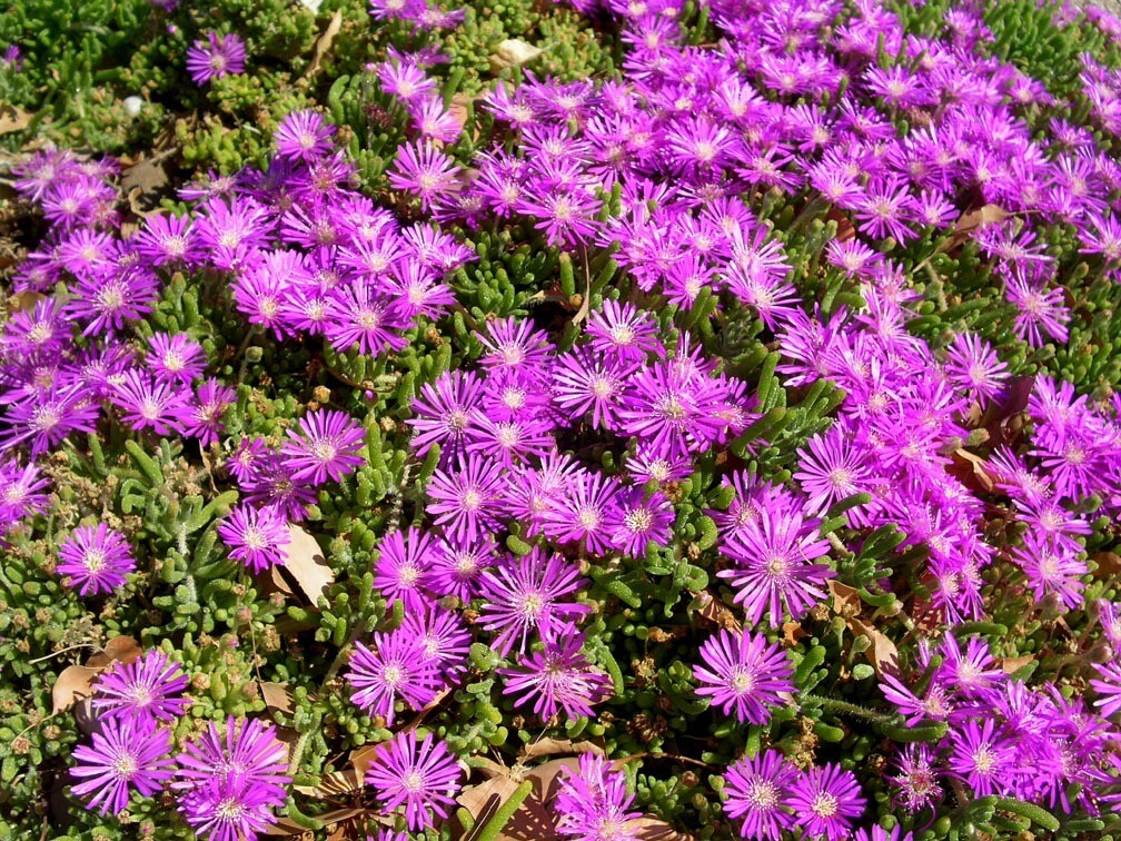 Barba di Giove, Drosantemo, Drosanthemum - vaso Ø18 cm