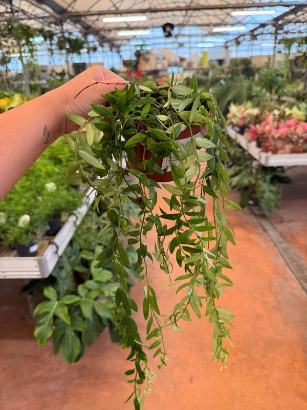 Aeschynanthus Japhrolepis, Eschinanto, pianta rossetto - vaso Ø12 cm
