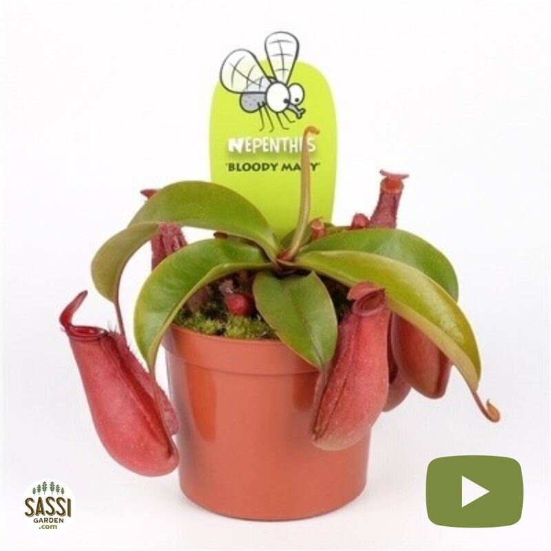 Nepenthes Alata 'Bloody Mary', Nepentes Carnivora, Pianta Brocca - vaso Ø11 cm