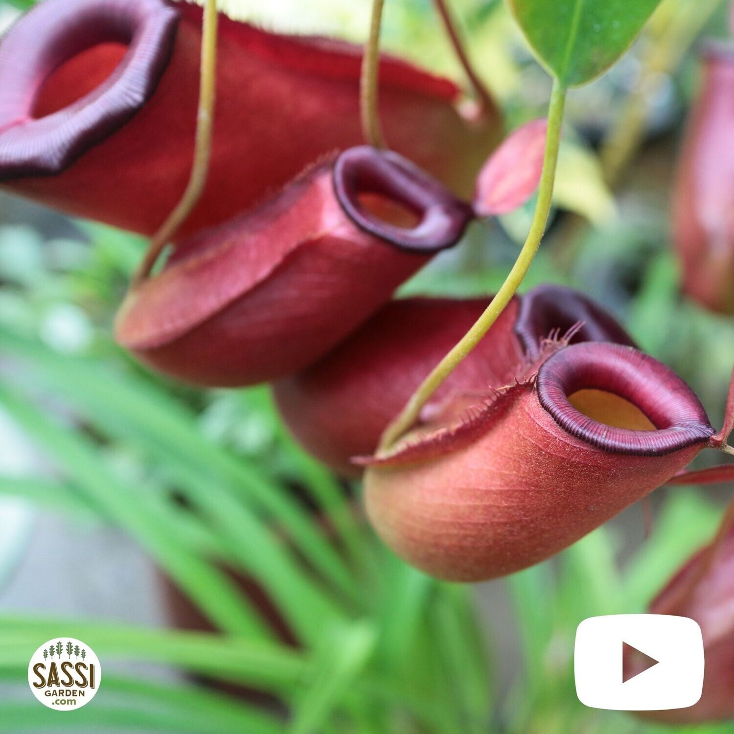 Nepenthes Alata 'Bloody Mary', Nepentes Carnivora, Pianta Brocca - vaso Ø11 cm