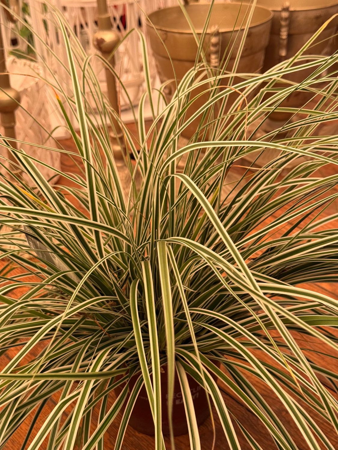 Carex oshimensis 'Everest' - vaso Ø17 cm Carex oshimensis 'Everest' - vaso Ø17 cm