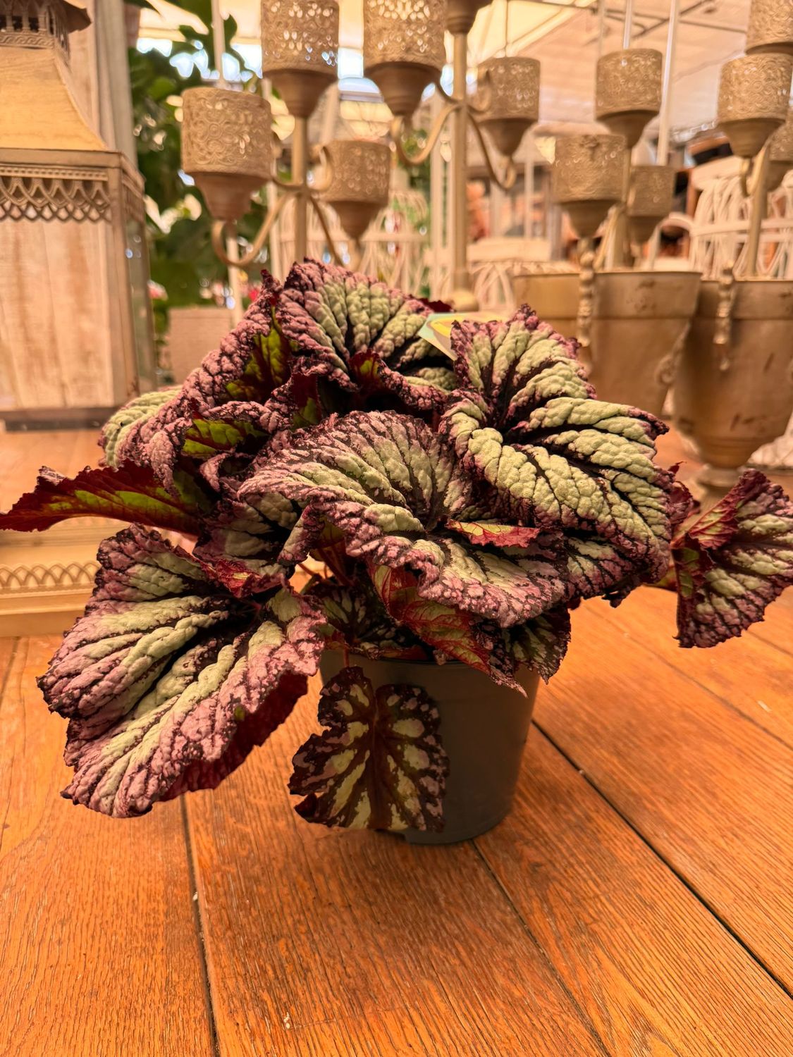 Begonia rex 'Fireworks' - vaso Ø17 cm Begonia rex 'Fireworks' - vaso Ø17 cm