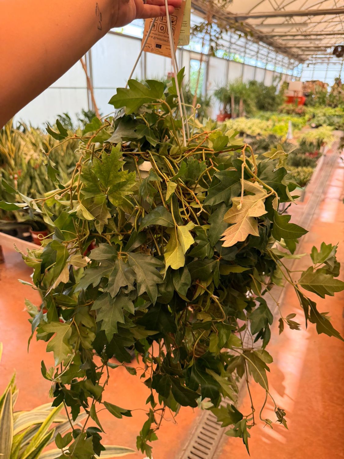 Cissus rhombifolia Ellen Danica - basket Ø17 cm