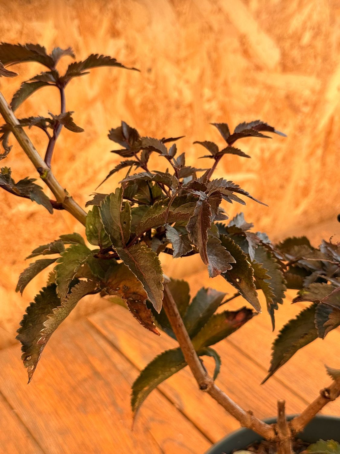 Sambucus nigra 'Black Tower' - Sambuco Nero 'Black Tower' - vaso Ø23 cm Sambucus nigra 'Black Tower' - Sambuco Nero 'Black Tower' - vaso Ø23 cm
