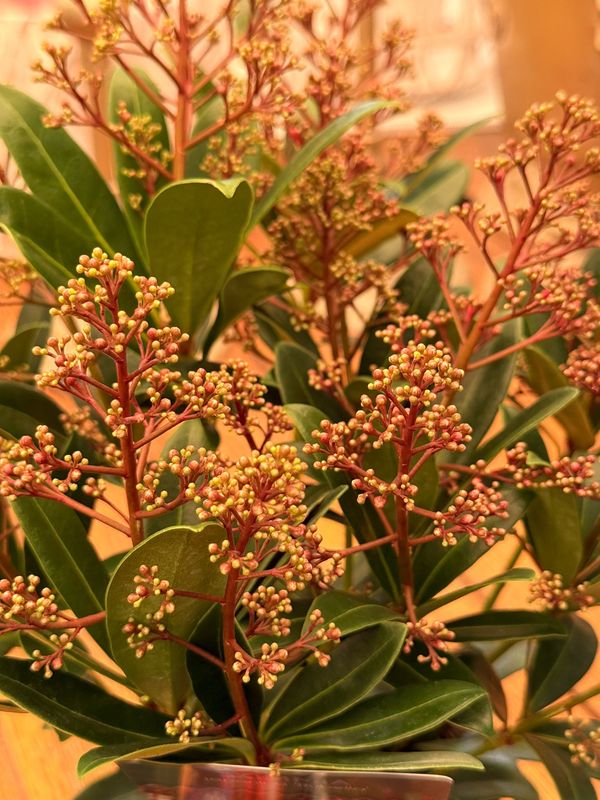 Skimmia japonica 'Rubella' - vaso Ø13 cm