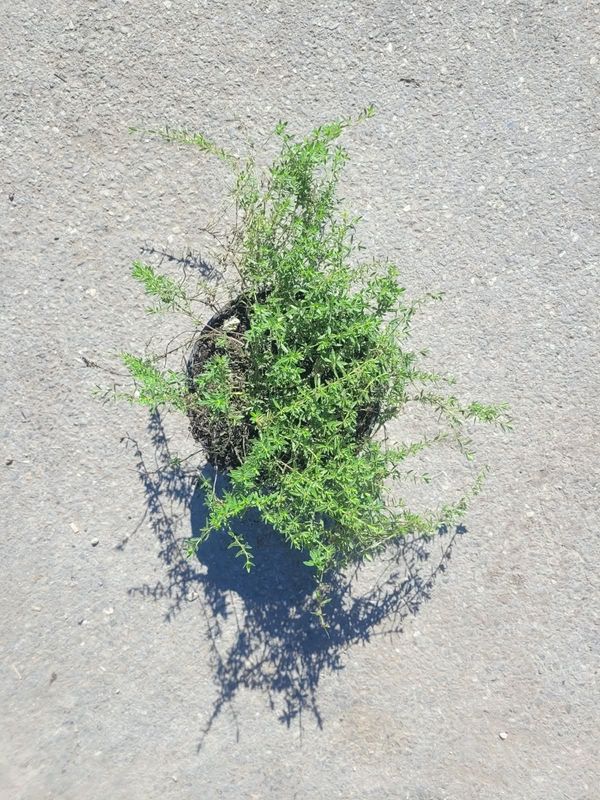Micromeria thymifolia - vaso Ø18 cm