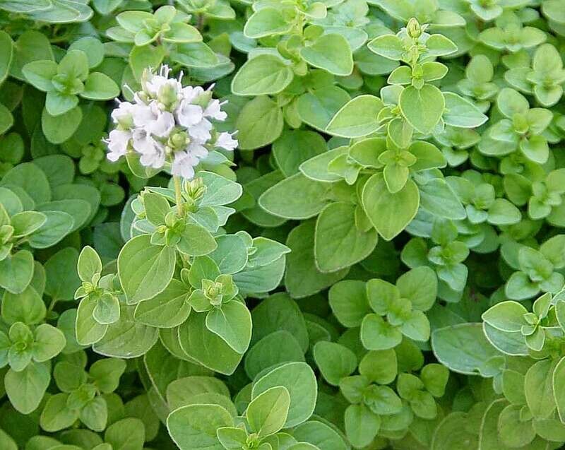 Maggiorana, Origanum majorana - vaso Ø9 cm