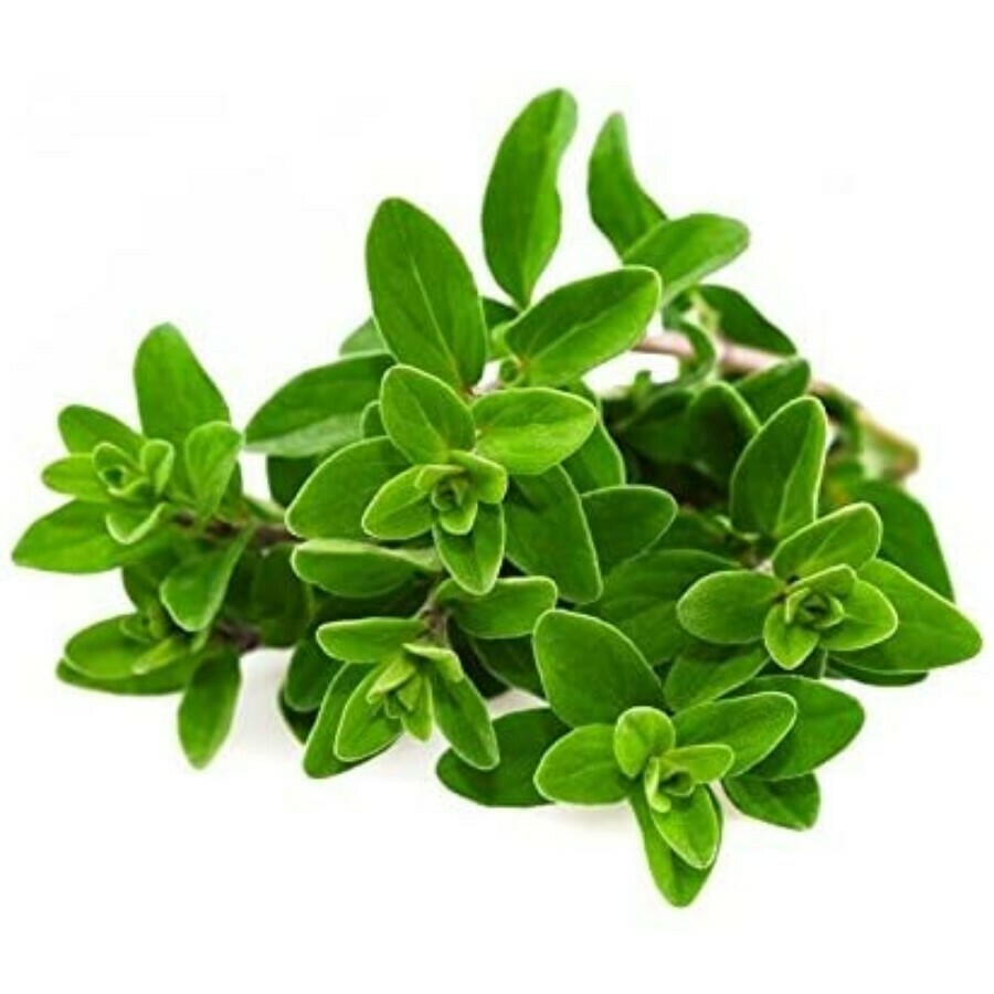 Maggiorana, Origanum majorana - vaso Ø9 cm