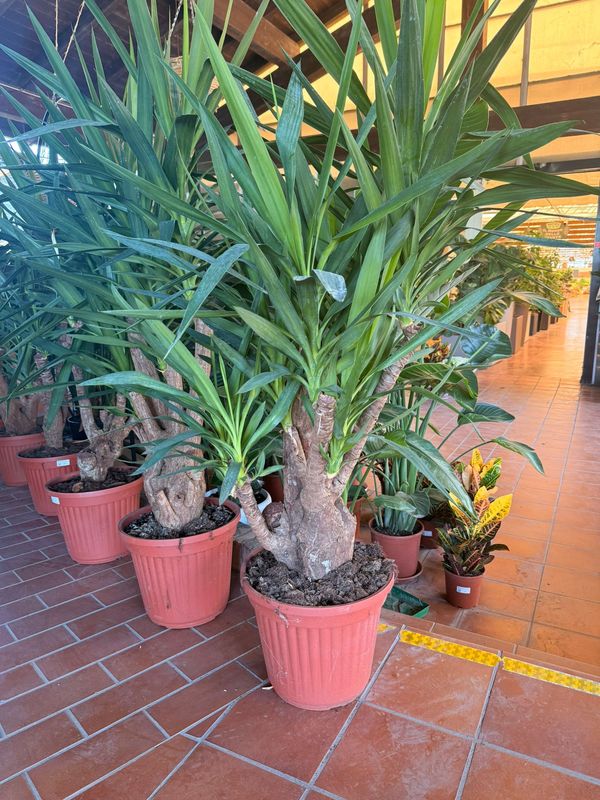 Yucca Elephantipes, Tronchetto della felicità - vaso Ø35 cm h90cm