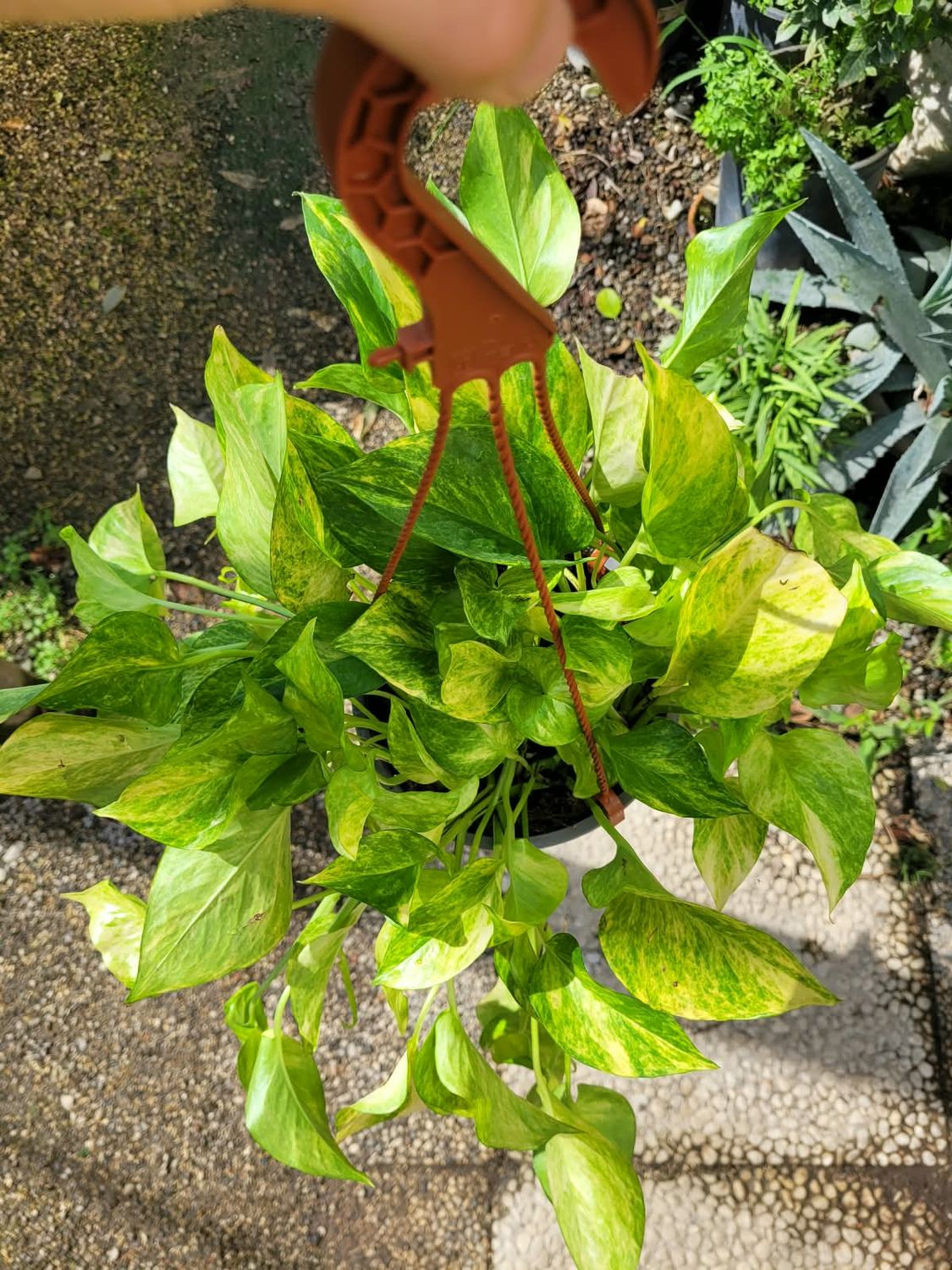 Philodendron Neon queen, Scindapsus aureus 'Neon queen', Pothos Epipremnum - vaso Ø17cm Philodendron Neon queen, Scindapsus aureus 'Neon queen', Pothos Epipremnum - vaso Ø17cm