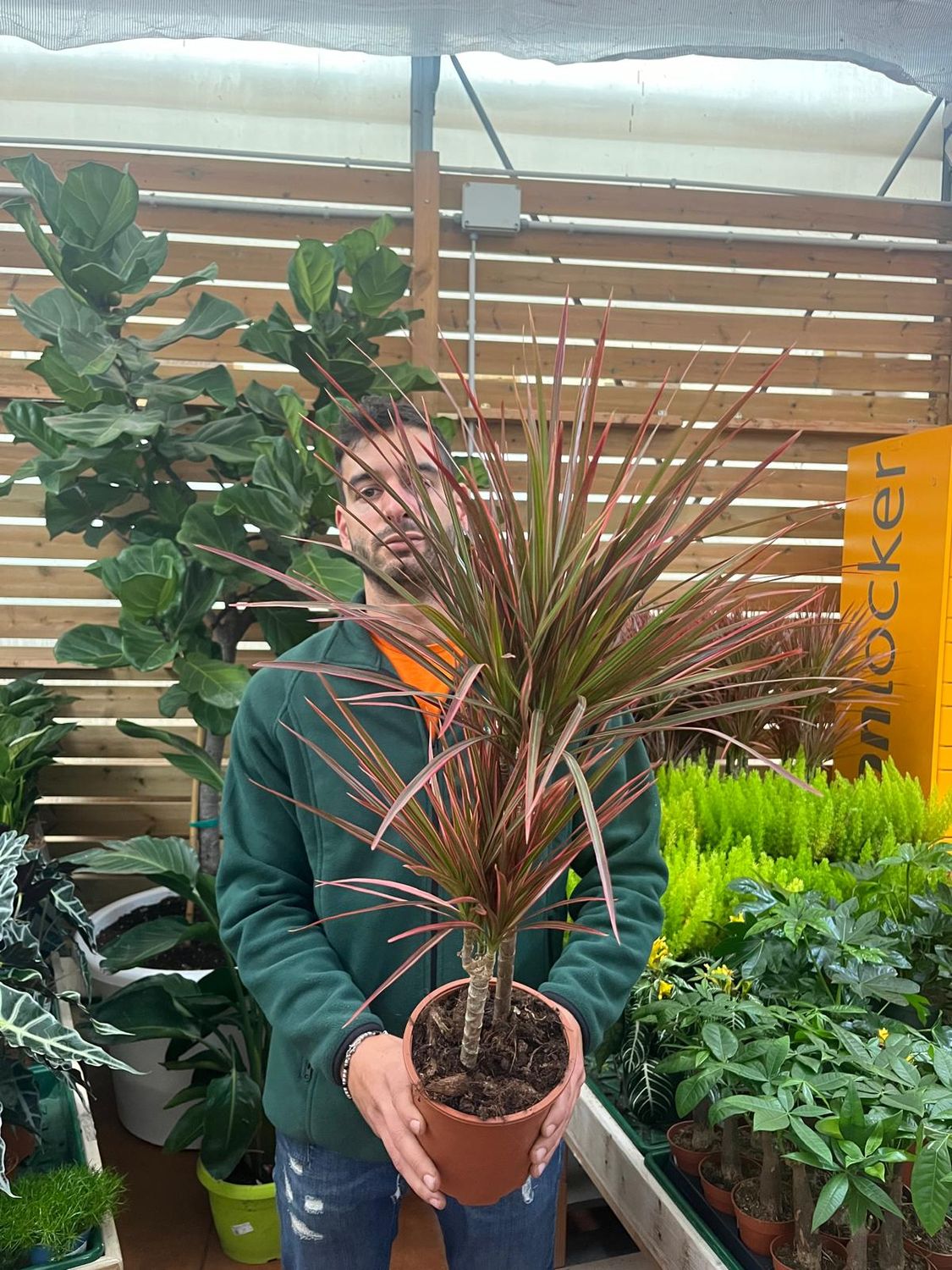 Dracena marginata 'Colorama', Dracaena - vaso Ø21 cm