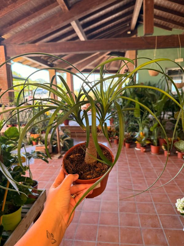 Beucarnea, Beaucarnea, Nolina Recurvata, Mangiafumo - vaso Ø14 cm