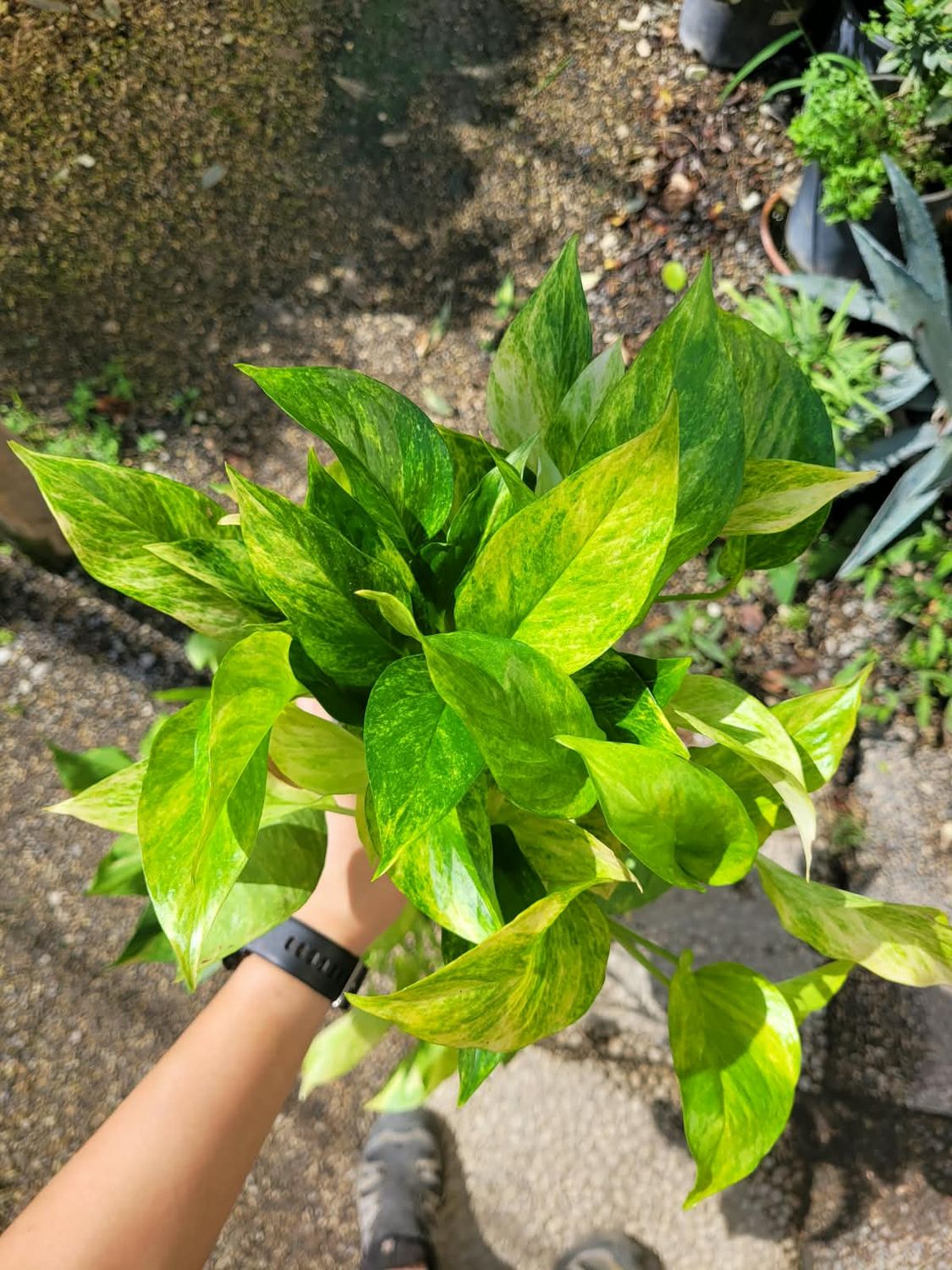 Philodendron Neon queen, Scindapsus aureus 'Neon queen', Pothos Epipremnum - vaso Ø12cm