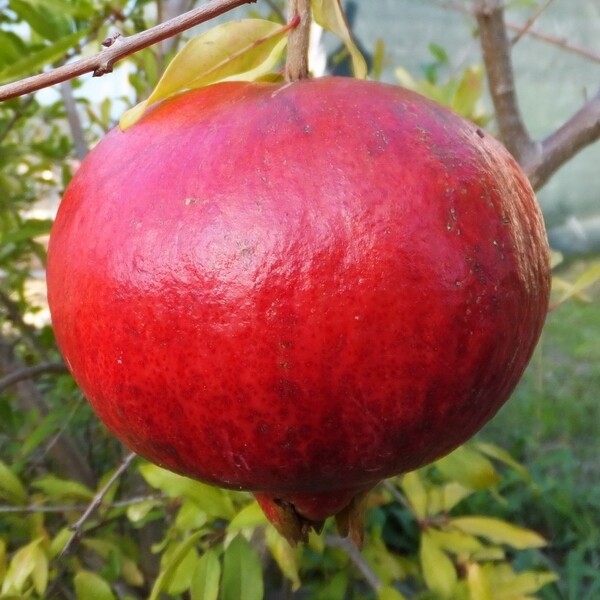 Punica granatum, Melograno 'Wonderfull' cespuglio - VP.26 cm