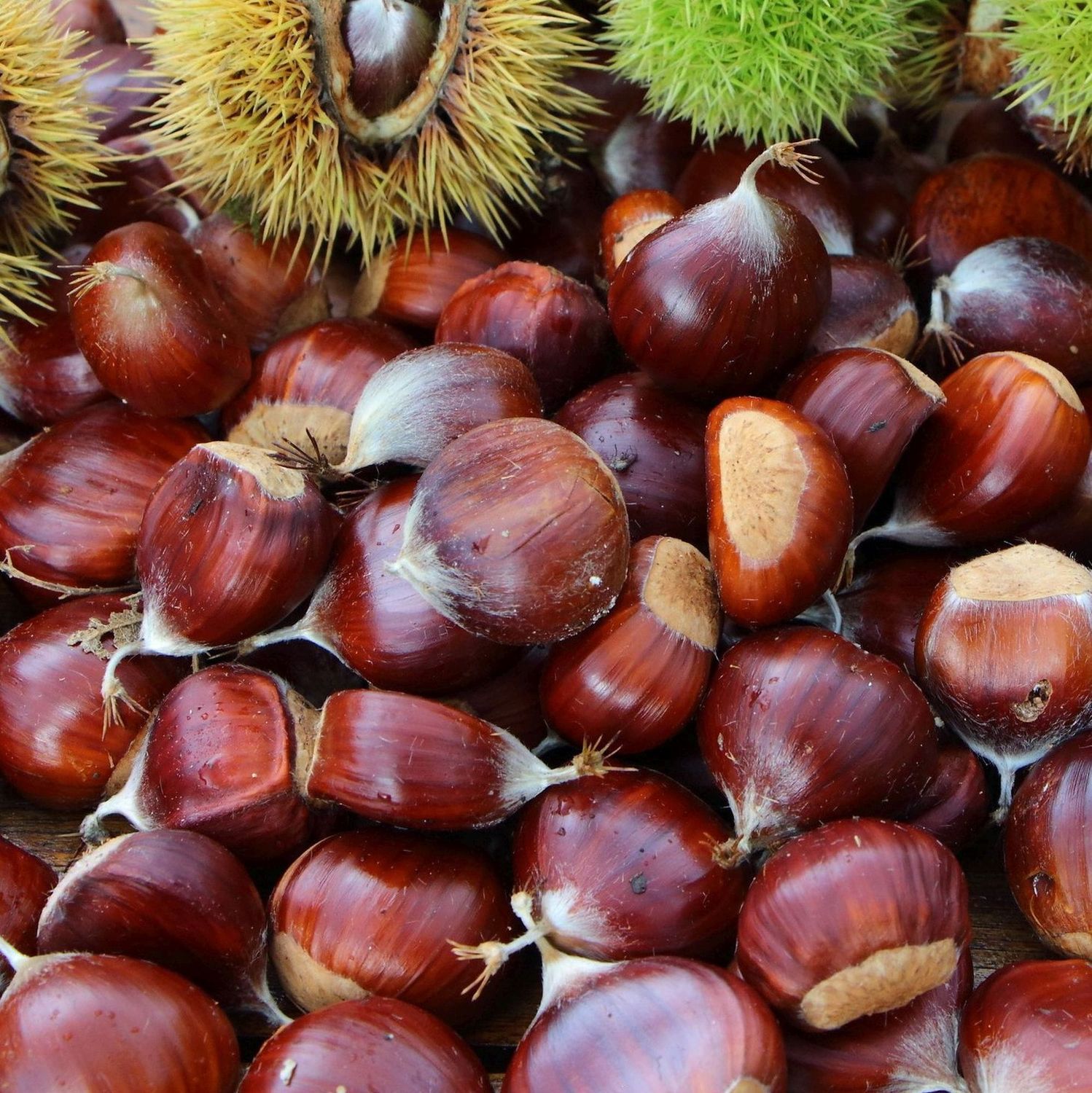 Castanea sativa 'Marrone di Marradi' -  vaso Ø26  cm