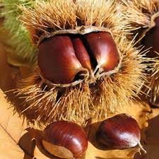 Castanea sativa × Castanea crenata 'Marssol' -  Castagno ibrido Marssol, Castagno euro-giapponese Marssol, Marssol CA 07  -  vaso Ø26  cm