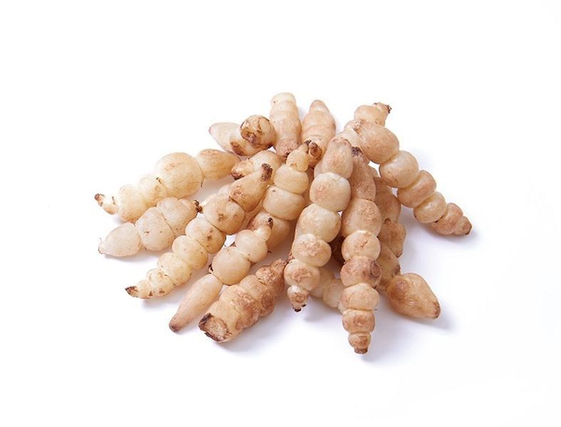 Stachys affinis - Carciofo cinese - Crosne, Crosne del Giappone, Stachys tuberifera vaso 14 Stachys affinis - Carciofo cinese - Crosne, Crosne del Giappone, Stachys tuberifera vaso 14
