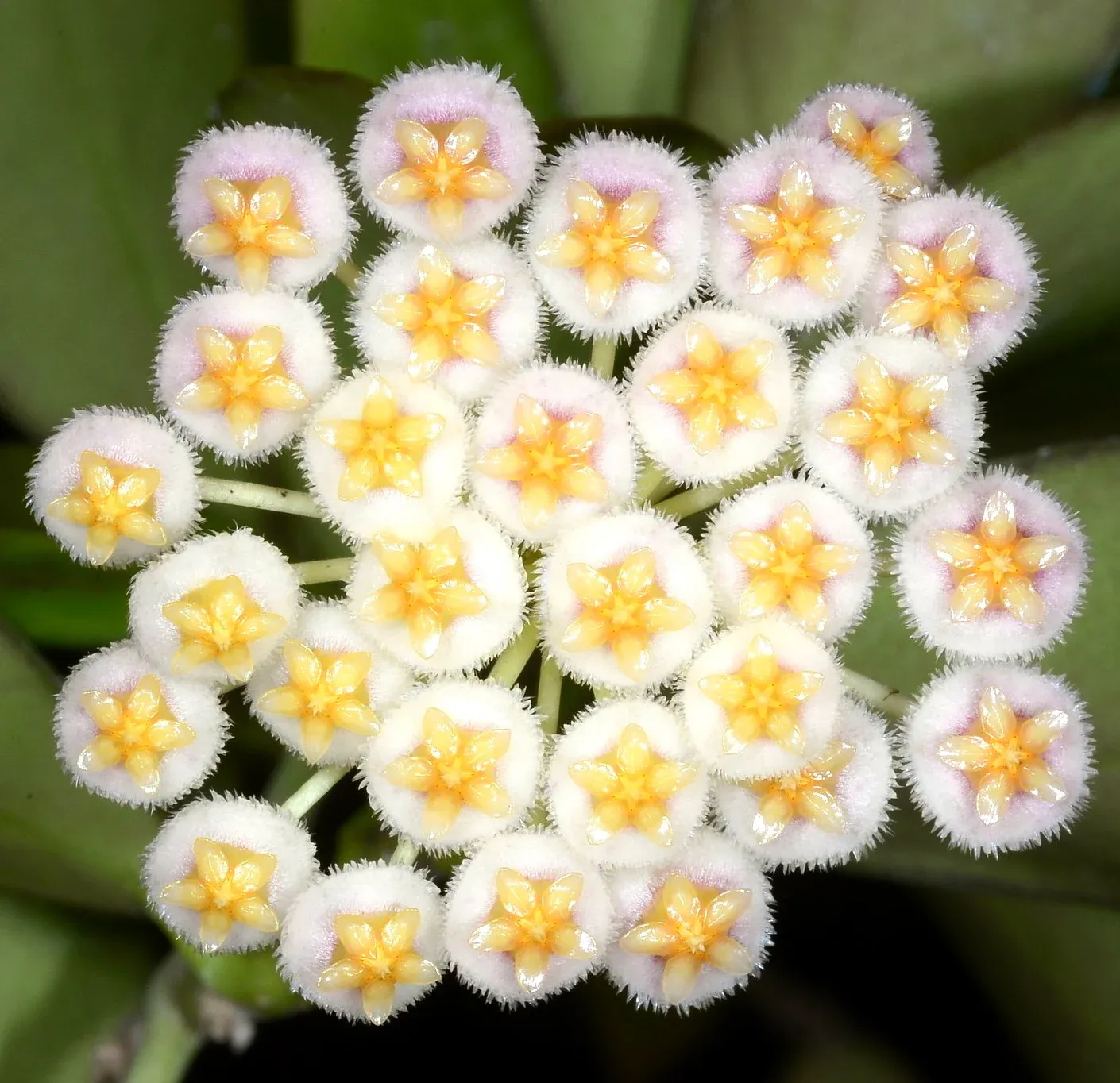 Hoya Lacunosa Tricolor Bruno, Fiore di Cera - vaso Ø8 cm