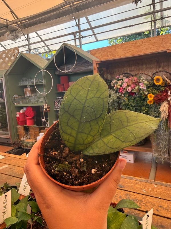 Hoya clemensorium 'Short leaf' - vaso Ø10,5 cm