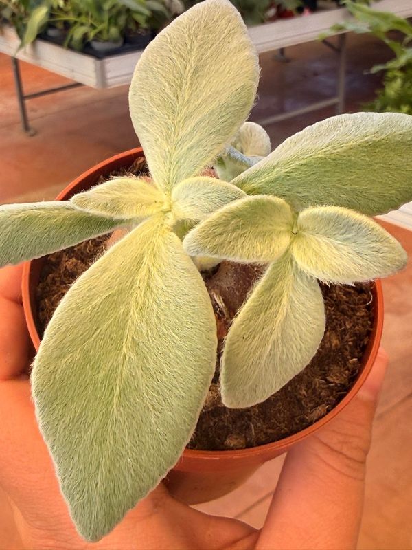 Sinningia leucotricha, rechsteineria - vaso Ø8 cm