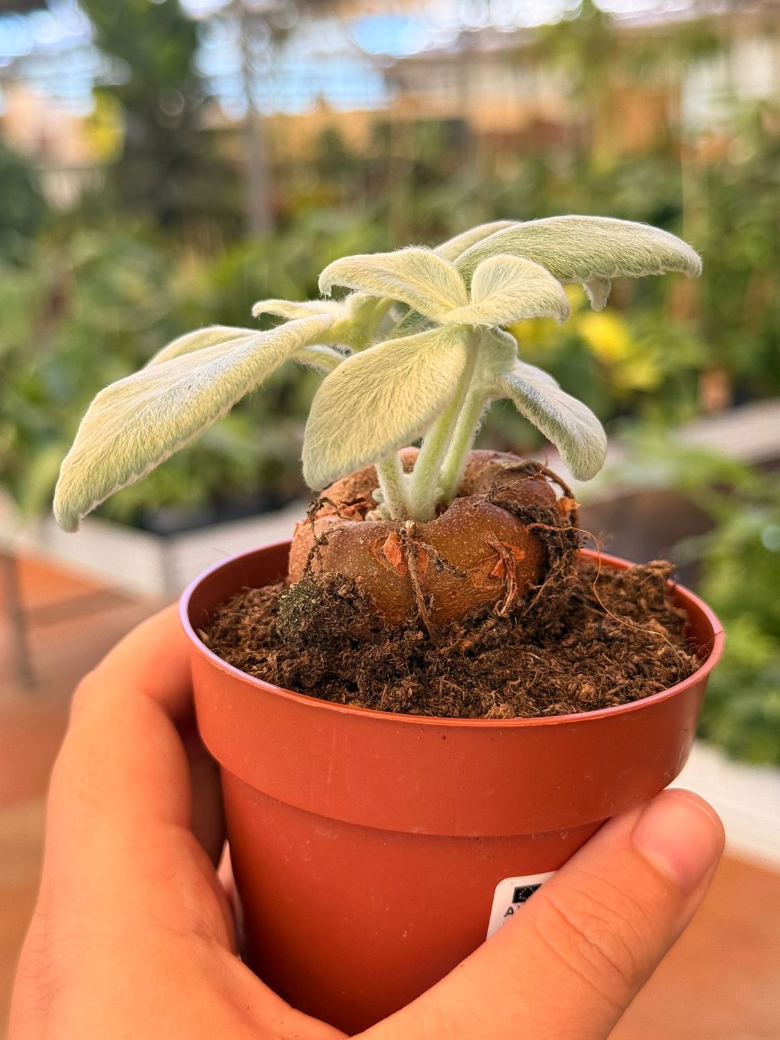 Sinningia leucotricha, rechsteineria  - vaso Ø8 cm