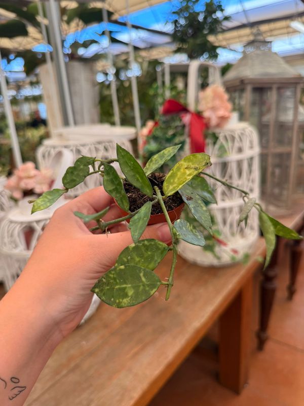 Hoya Lacunosa Amarillo - vaso Ø6 cm