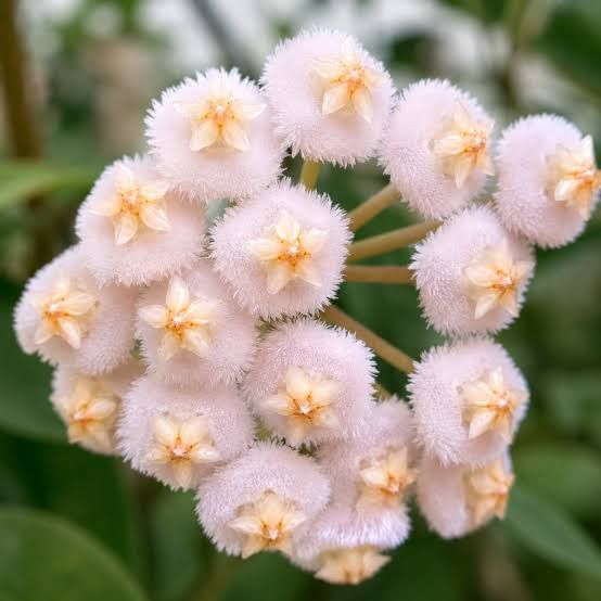 Hoya Lacunosa Laos - vaso Ø6 cm Hoya Lacunosa Laos - vaso Ø6 cm