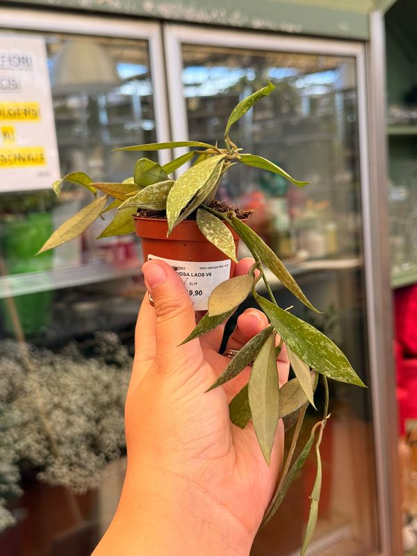 Hoya Lacunosa Laos - vaso Ø6 cm