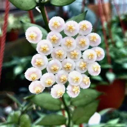 Hoya Lacunosa Asami - vaso Ø6 cm Hoya Lacunosa Asami - vaso Ø6 cm