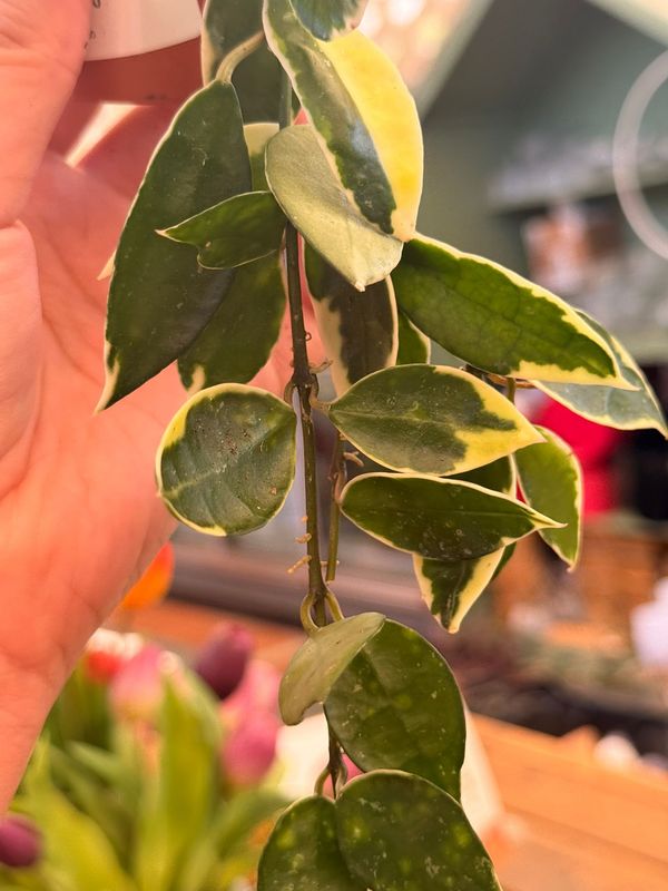 Hoya Lacunosa Asami - vaso Ø6 cm