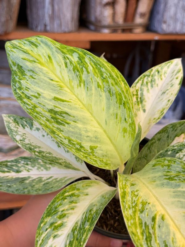 Aglaonema 'Artic Lime' - vaso Ø12 cm Aglaonema 'Artic Lime' - vaso Ø12 cm