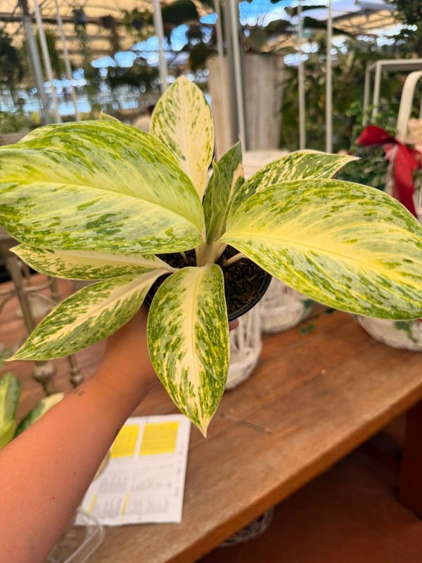 Aglaonema 'Artic Lime' - vaso Ø12 cm
