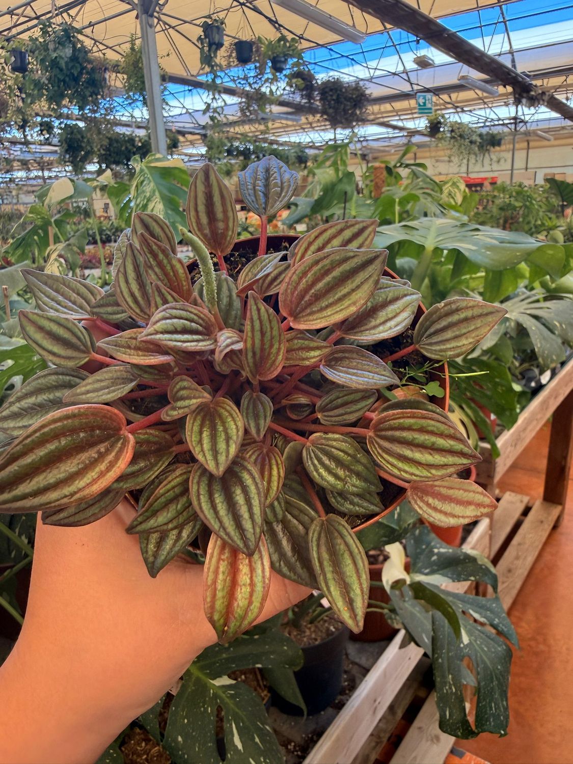 Peperomia Caperata 'Lima' - vaso Ø12 cm Peperomia Caperata 'Lima' - vaso Ø12 cm