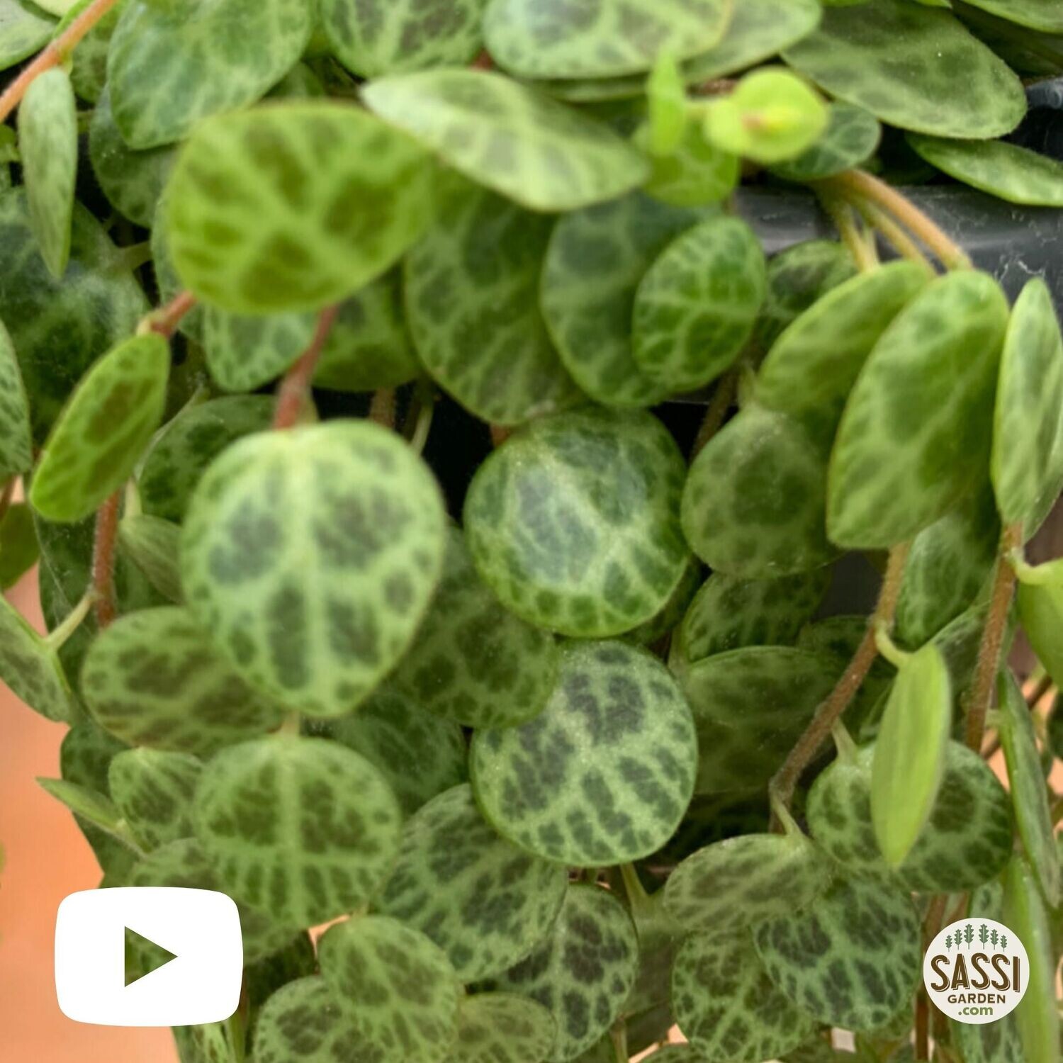 Peperomia Prostrata, Pianta Tartaruga, Collana di Tartarughe 🐢 - vaso Ø10 cm
