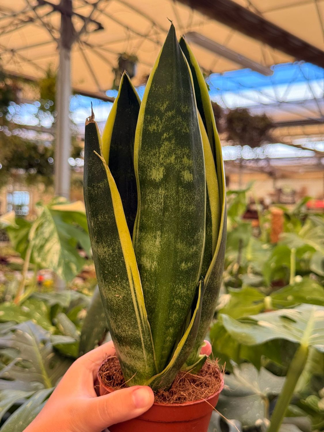 Sanseveria trif. Canary - vaso Ø9 cm