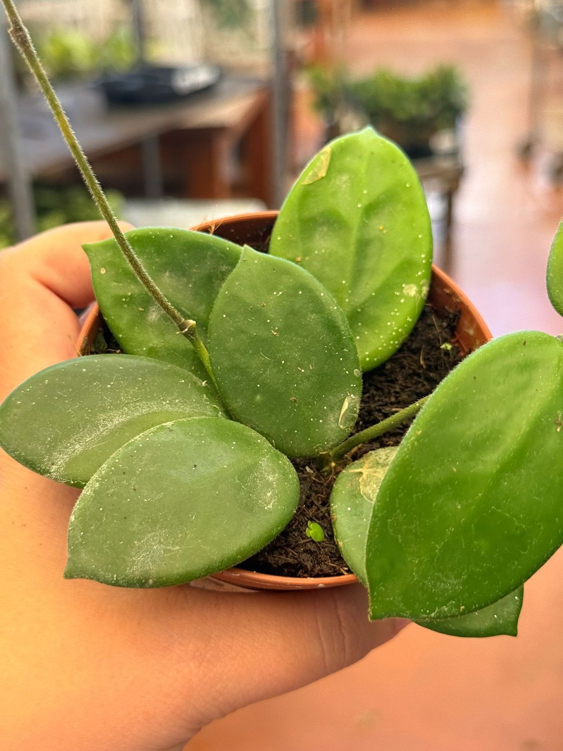 Hoya Vangviengiensis - vaso Ø9 cm
