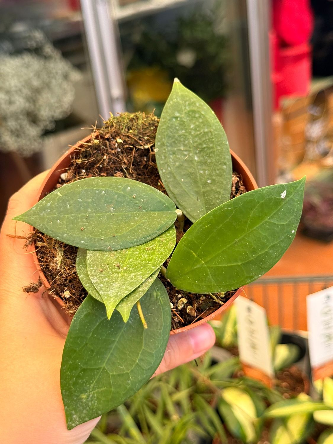 Hoya sp. Timor - vaso Ø10,5 cm Hoya sp. Timor - vaso Ø10,5 cm