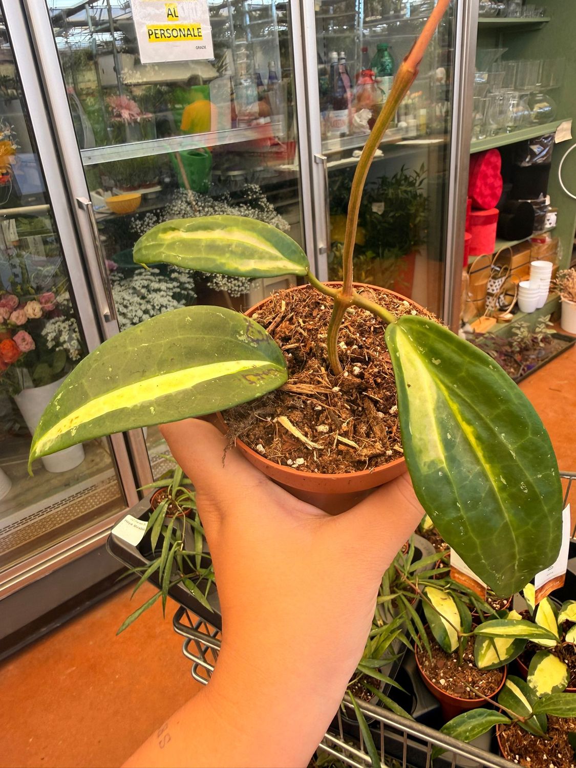 Hoya Latifolia Inner Variegata - vaso Ø10,5 cm