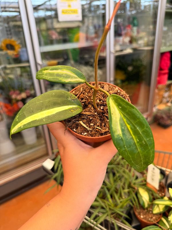 Hoya Latifolia Inner Variegata - vaso Ø10,5 cm