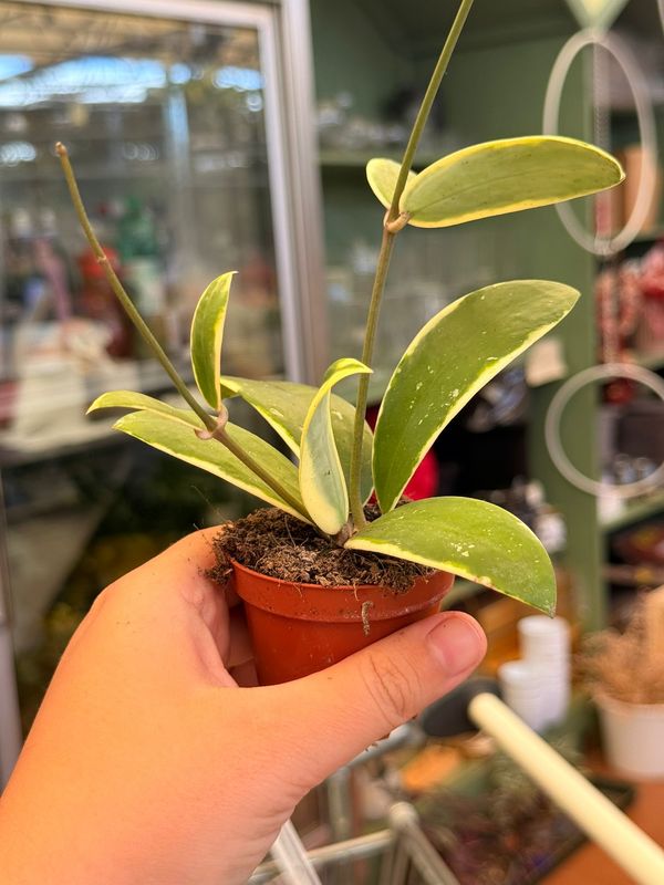 Hoya acuta 'albomarginata' - vaso Ø6 cm