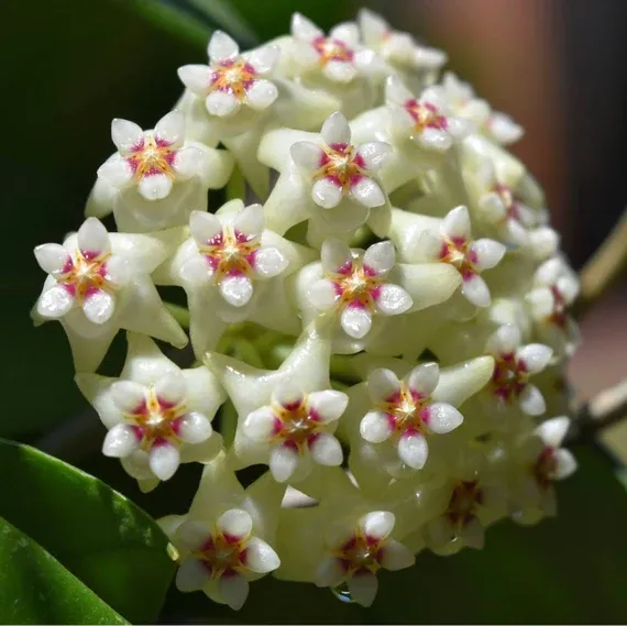 Hoya acuta 'albomarginata' - vaso Ø6 cm