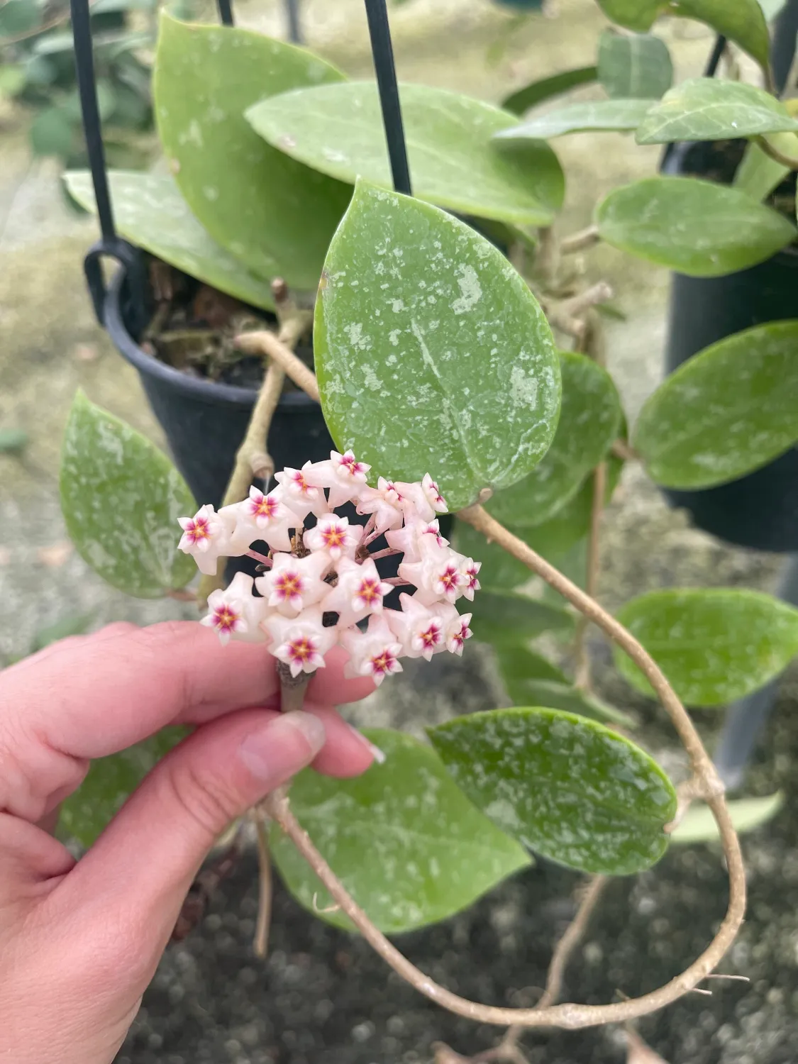 Hoya Parasitica splash - vaso Ø6 cm