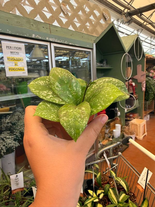 Hoya Parasitica splash - vaso Ø6 cm