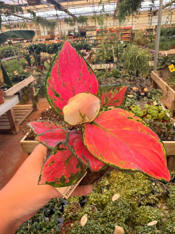 Aglaonema comm. Pink - vaso Ø10 cm