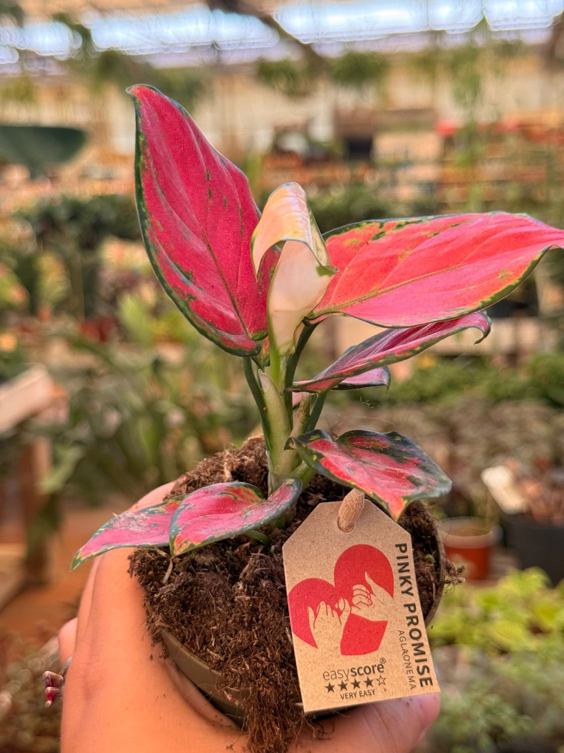Aglaonema comm. Pink - vaso Ø10 cm